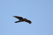 Esparver vulgar (Accipiter nisus)