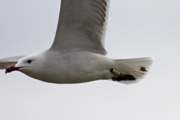 Gavina corsa (Larus Audouinii) 2/2