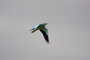 Gaig Blau ( Coracias garrulus )