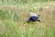 Agró roig (Ardea purpurea)