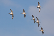 Tetol cuanegra (Limosa limosa)