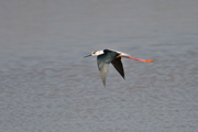 Camesllargues (Himantopus himantopus)