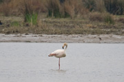 Flamenc (Phoenicopterus roseus)