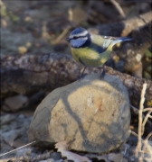 Mallerenga blava (Cyanistes caeruleus)