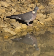 Tudó (Columba palumbus)