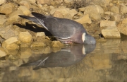 Tudó (Columba palumbus)