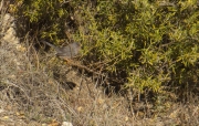 Mascle de Tallareta cuallarga (Sylvia undata)