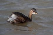 Cabusset (Tachybaptus ruficollis)