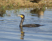 Corb marí gros (phalocrocorax carbo)