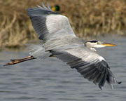 Bernat pescaire