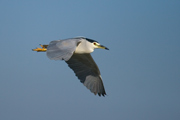 Martinet de nit (Nycticorax nycticorax)