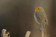 Pit-roig(Erithacus rubecula)