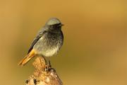 "El mascle" Cotxa fumada(Phoenicurus ochruros)