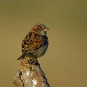 Pardal comú(Passer domesticus)