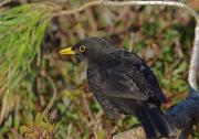 Merla(Turdus merula)