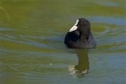 Fotja vulgar(Fulica atra)