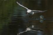 Gavina vulgar(Larus ridibundus)