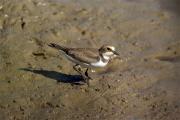 Corriol petit,"jove"(Charadrius dubius)