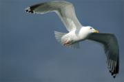 Gavinot hiperbori(Larus hyperboreus)