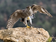 Azor (Accipiter gentilis)