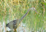 Agró Roig (Ardea Purpurea)