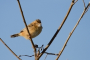 Trist II (Cisticola jundicis)