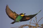 Abellerol (Merops apiaster)