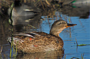 Anec collverd (Anas platyrhynchos). Femella