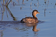 Cabusset (Tachybaptus ruficollis)