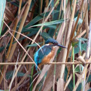 Blauet (Alcero Atthis)