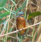 Blauet (Alcero Atthis)