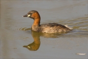 Cabusset (Tachybaptus ruficollis)