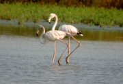Flamencs (Phoneicopterus Ruber)