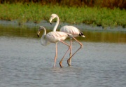 Flamencs (Phoneicopterus Ruber)