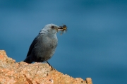 Merla blava, mascle (Monticola solitarius)