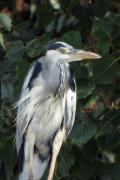 Bernat Pescaire (Ardea cinerea)