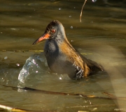 Rascló (Rallus aquaticus)