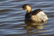 Cabusset (Tachybaptus ruficollis)