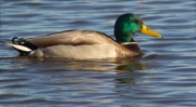 Mascle d'Ànec collverd (Anas platyrhynchos)