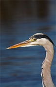 Bernat pescaire (Ardea cinerea)