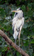 Bernat Pescaire (Ardea Cinerea)