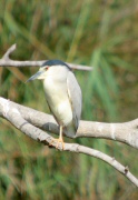 Martinet de Nit (Nycticorax nycticorax)