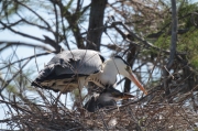 Bernat pescaire, Garza real, Ardea cinerea