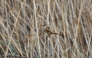 Mallerenga de bigotis (Panurus biarmicus)