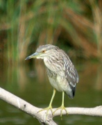 Martinet de Nit (Nycticorax Nycticorax)