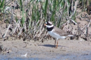 Corriol gros (Charadrius hiaticula)