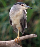 Martinet de Nit ( Nycticorax nycticorax)