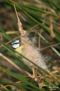 Mallerenga blava (Cyanistes caeruleus)