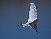 Martinet blanc (Egretta garzeta) 2 de 2