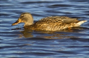 Femella d'Ànec collverd (Anas platyrhynchos)